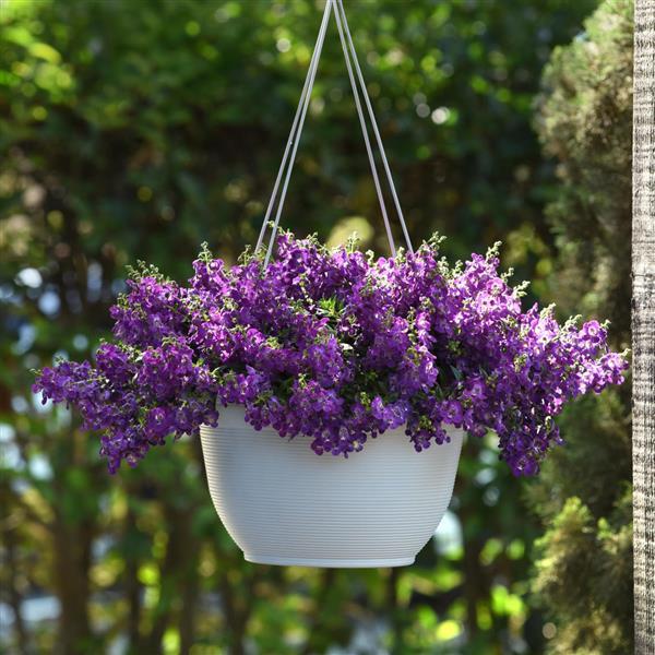 AngelMist® Spreading Dark Purple Angelonia - Basket