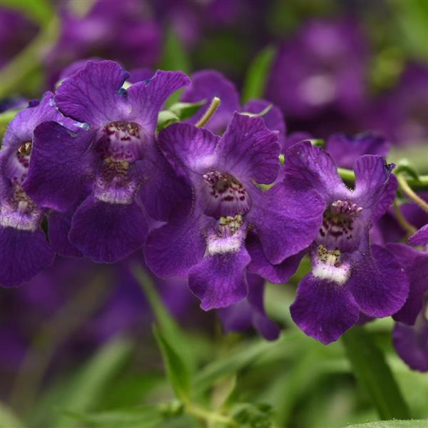 AngelMist® Spreading Dark Purple Angelonia - Bloom