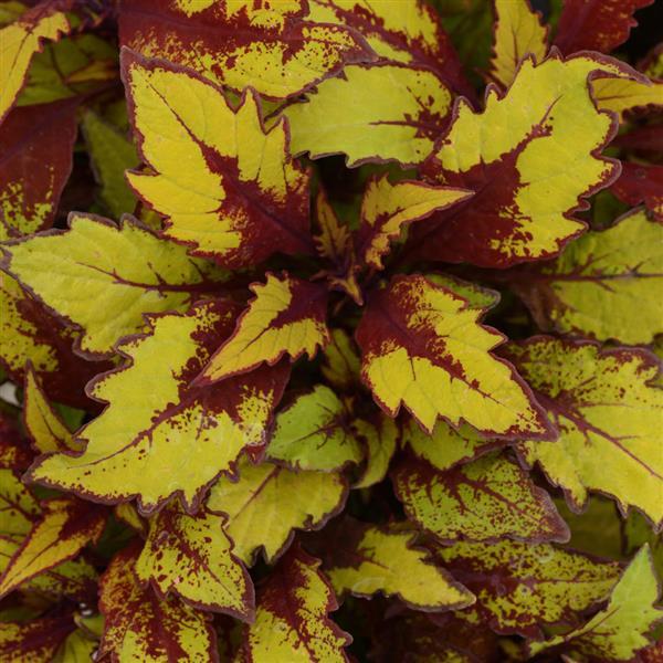 FlameThrower™ Spiced Curry Coleus - Bloom