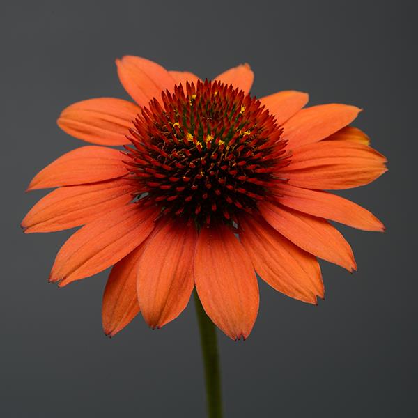 Echinacea Sombrero® Flamenco Orange - Bloom