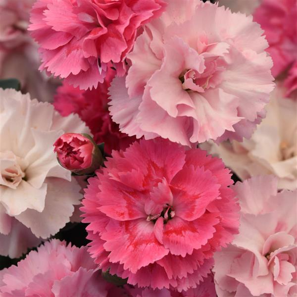 DiaDeur™ Pink Shades Dianthus - Bloom