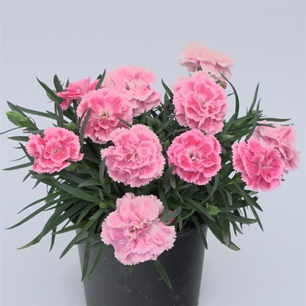 DiaDeur™ Pink Shades Dianthus - Container