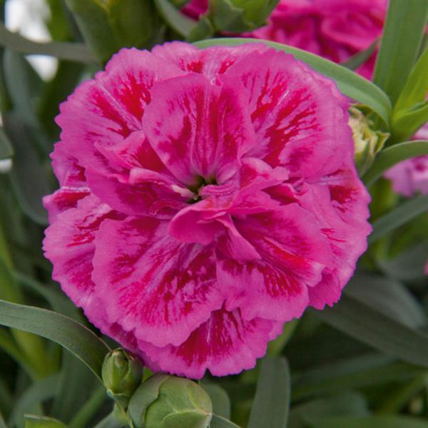 DiaDeur™ Pink+Red Dianthus - Bloom