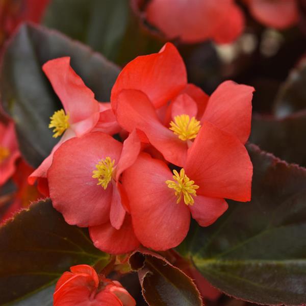 Megawatt™ Red Bronze Leaf Begonia - Bloom