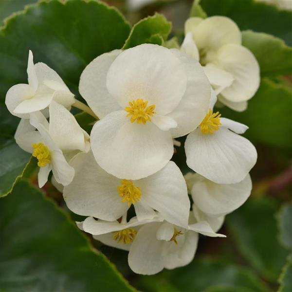 Megawatt™ White Green Leaf Begonia - Bloom