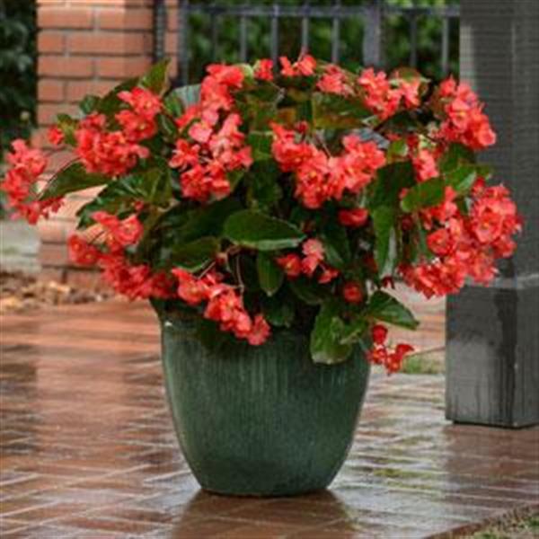 Megawatt™ Red Green Leaf Begonia - Container