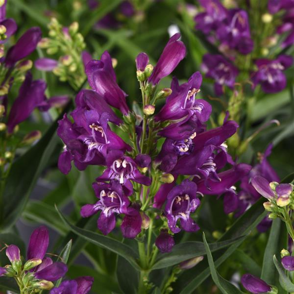 Penstemon barbatus Rock Candy® Purple - Bloom