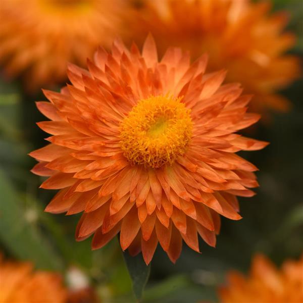 Mohave™ Apricot Bracteantha - Bloom