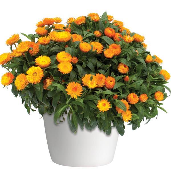 Mohave™ Apricot Bracteantha - Container