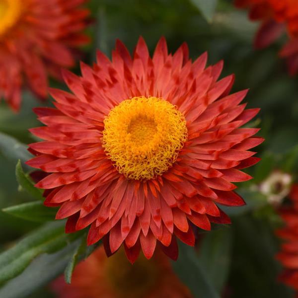 Mohave™ Fire Red Bracteantha - Bloom