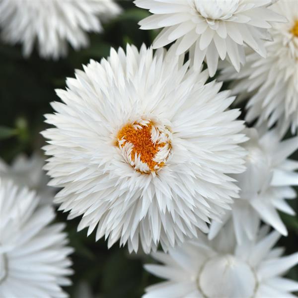 Mohave™ White Bracteantha - Bloom