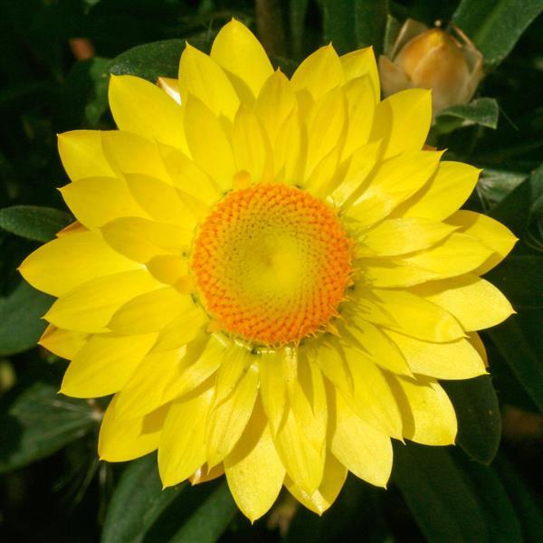 Mohave™ Yellow Bracteantha - Bloom