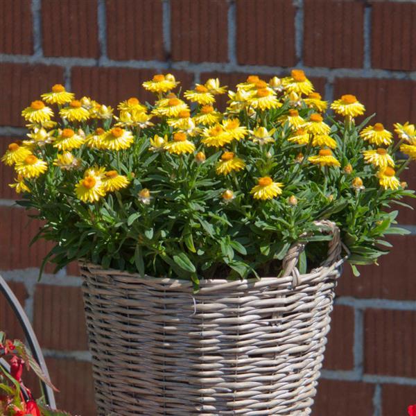 Mohave™ Yellow Bracteantha - Container