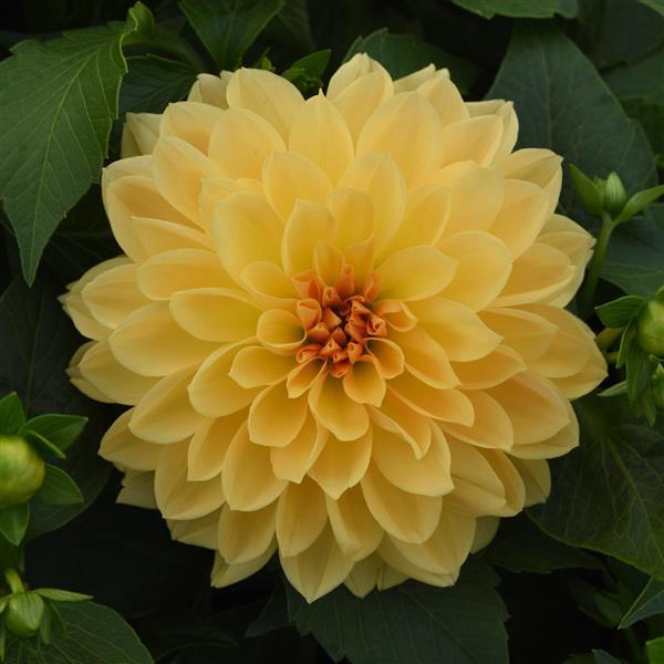 Venti™ Golden Yellow Dahlia - Bloom