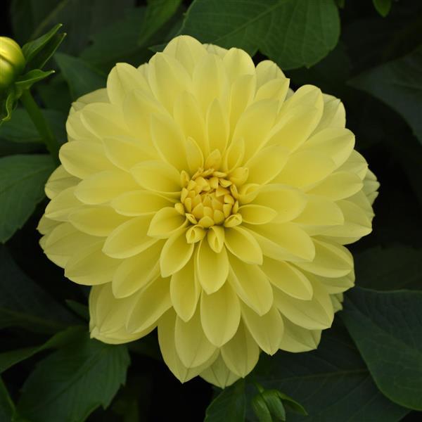 Venti™ Lemon Dahlia - Bloom