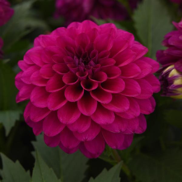 Venti™ Royal Purple Dahlia - Bloom