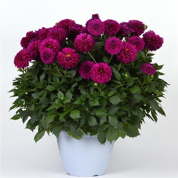 Venti™ Royal Purple Dahlia - Container
