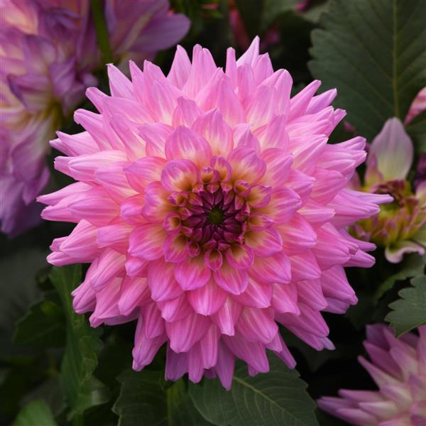 Venti™ Pink+White Eye Dahlia - Bloom