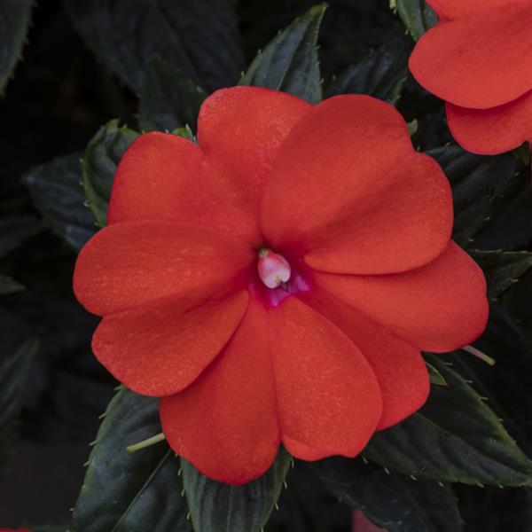 SunPatiens® Vigorous Orange Impatiens - Bloom