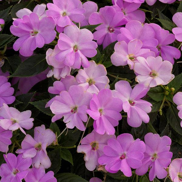SunPatiens® Vigorous Orchid Impatiens - Bloom
