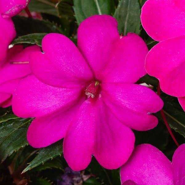 SunPatiens® Vigorous Purple Impatiens - Bloom