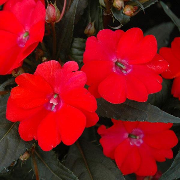 SunPatiens® Vigorous Red Impatiens - Bloom