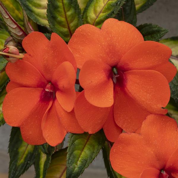 SunPatiens® Vigorous Tropical Orange Impatiens - Bloom