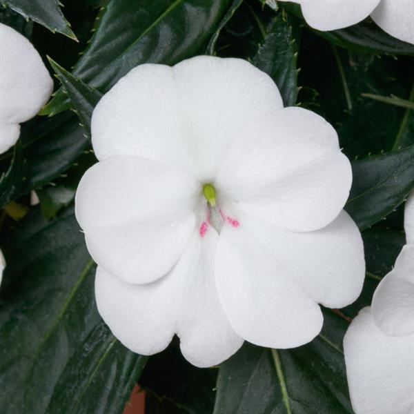SunPatiens® Vigorous White Impatiens - Bloom