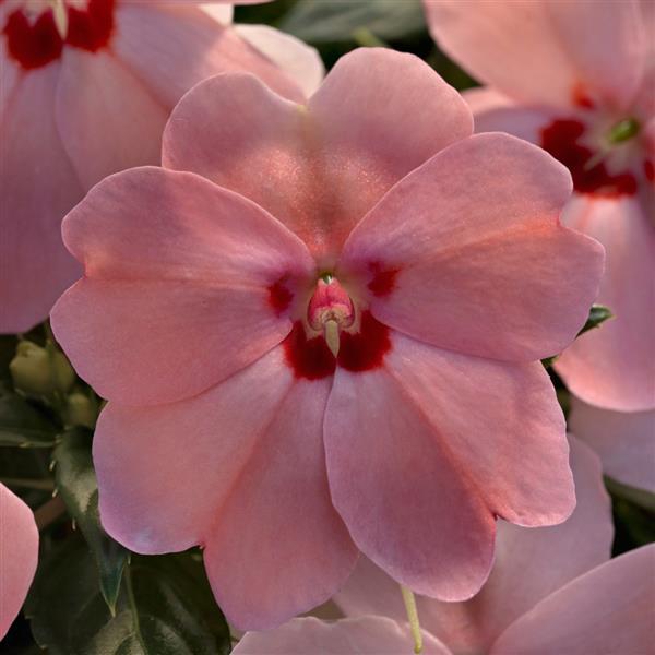 SunPatiens® Vigorous Pink Kiss Impatiens - Bloom