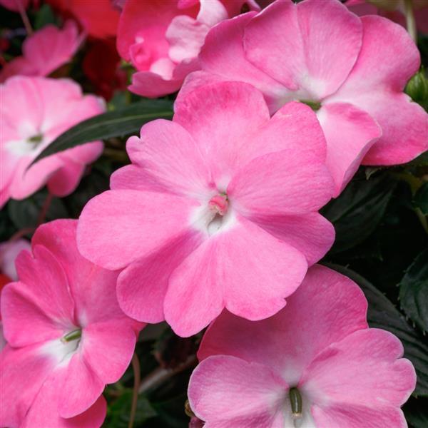 SunPatiens® Vigorous Pretty Pink Impatiens - Bloom