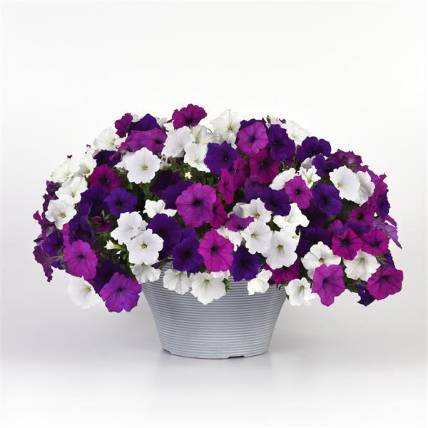 Easy Wave® Great Lakes Mixture Spreading Petunia - Container