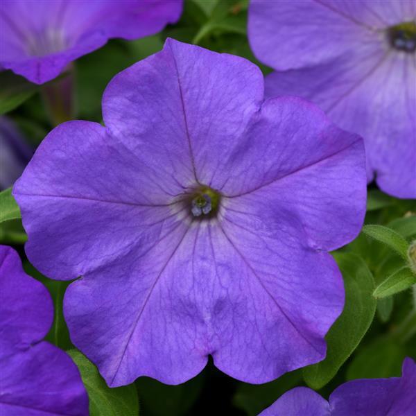 Easy Wave® Lavender Sky Blue Spreading Petunia - Bloom