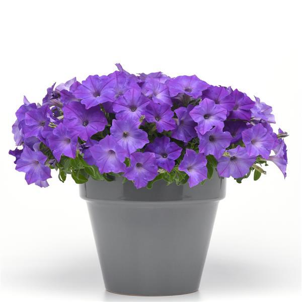 Easy Wave® Lavender Sky Blue Spreading Petunia - Container