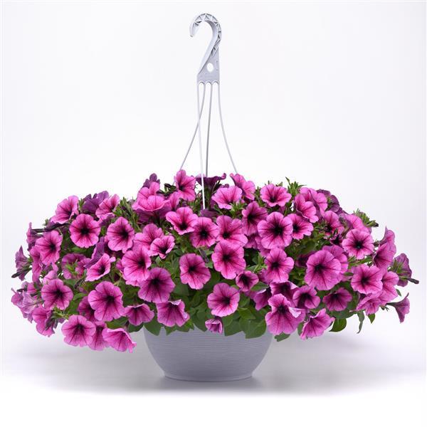 Easy Wave® Rose Fusion Spreading Petunia - Basket