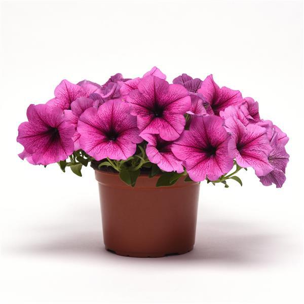 Easy Wave® Rose Fusion Spreading Petunia - Container