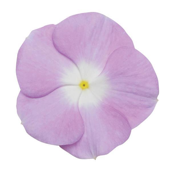 Titan™ Lavender Blue Halo Vinca - Bloom
