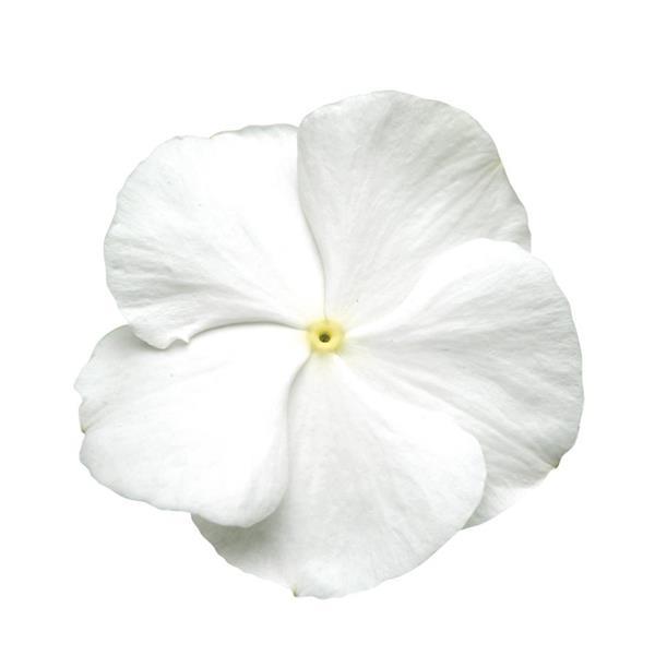 Titan™ Pure White Vinca - Bloom