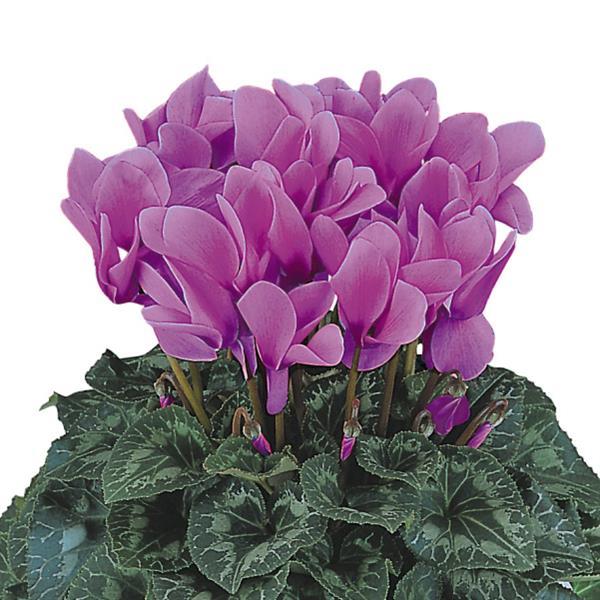 Halios® HD Lilac Cyclamen - Bloom