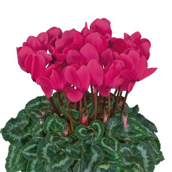 Halios® HD Neon Rose Cyclamen - Bloom