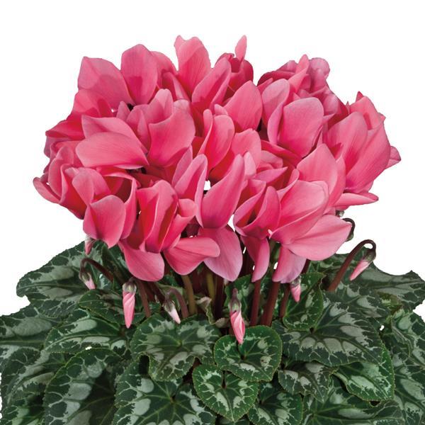 Halios® HD Salmon Rose Cyclamen - Bloom