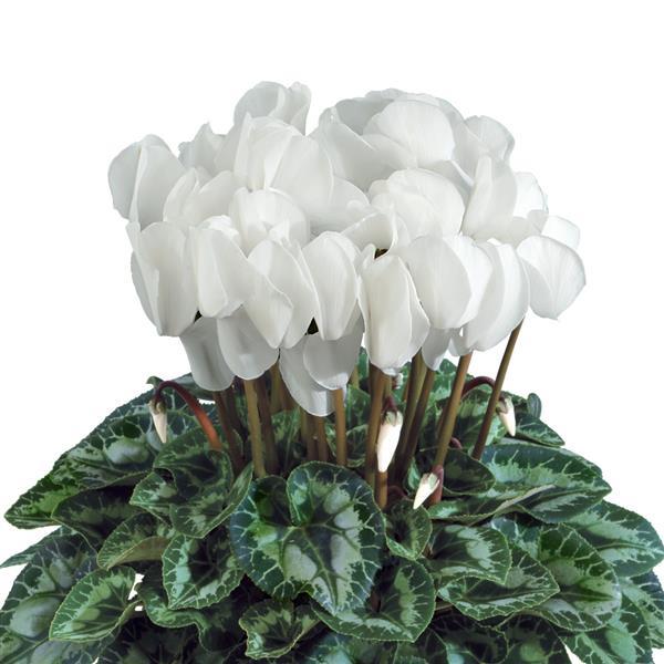 Halios® HD White Cyclamen - Bloom