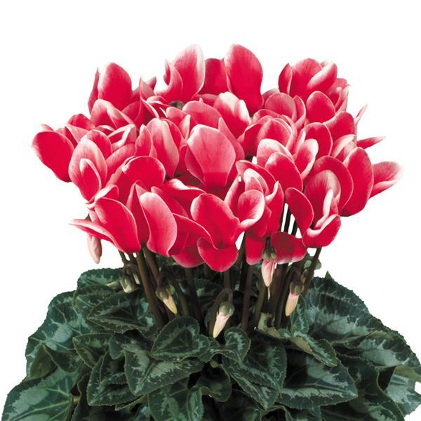Halios® Select Fantasia Red Cyclamen - Bloom