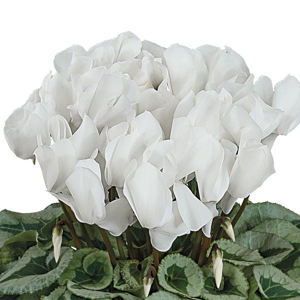 Halios® Select White Silverleaf Cyclamen - Bloom