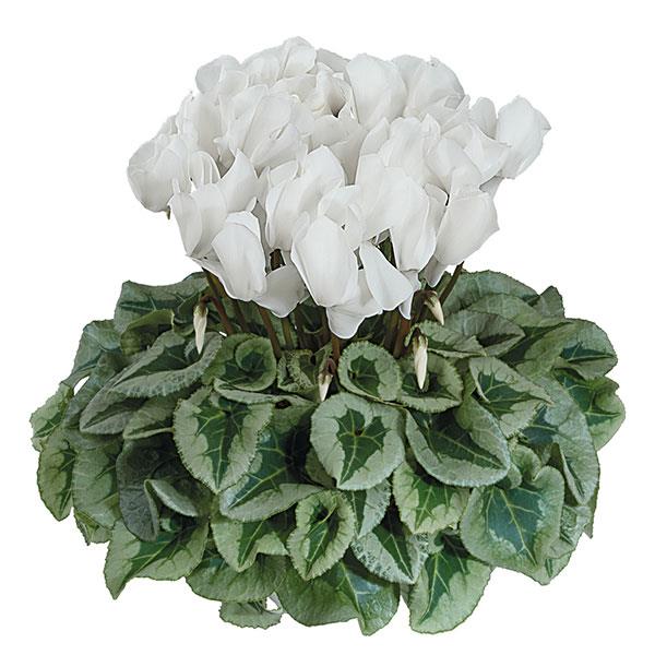 Halios® Select White Silverleaf Cyclamen - Container