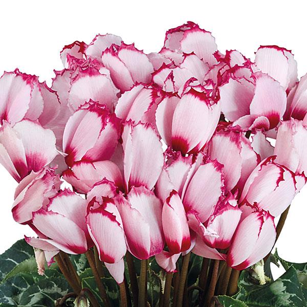 Halios® Select Victoria 50 Rose With Eye Cyclamen - Bloom