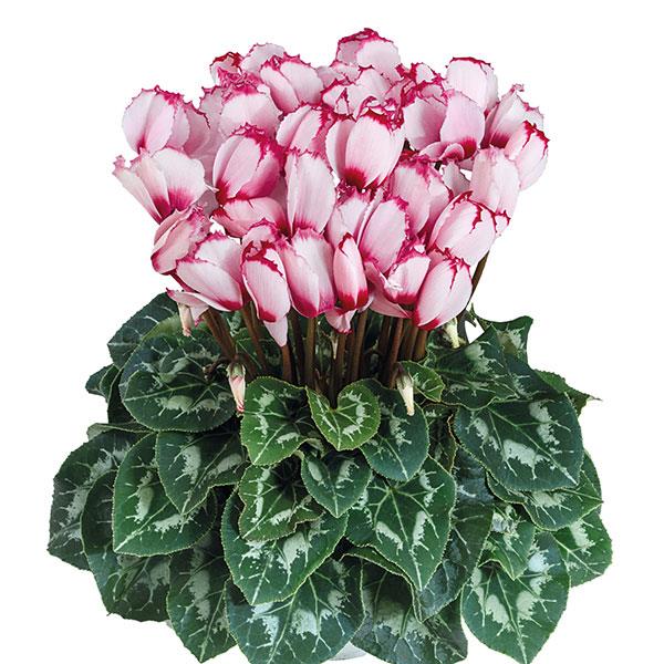 Halios® Select Victoria 50 Rose With Eye Cyclamen - Container