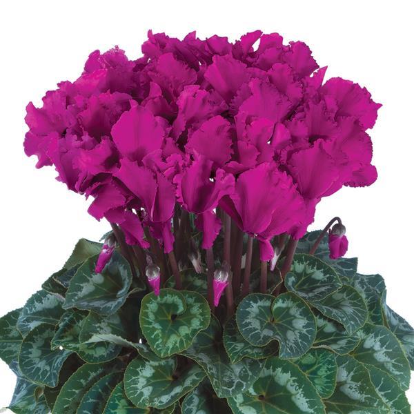 Halios® Select CURLY Bright Purple Cyclamen - Bloom