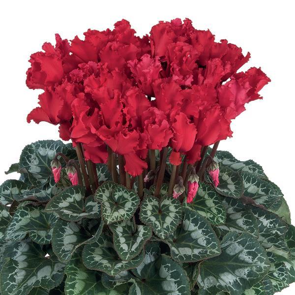 Halios® Select CURLY Bright Scarlet Cyclamen - Bloom