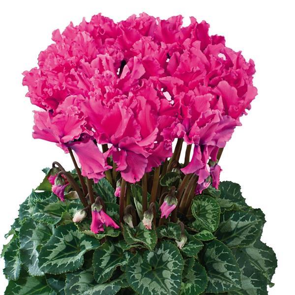 Halios® Select CURLY Deep Rose Cyclamen - Bloom