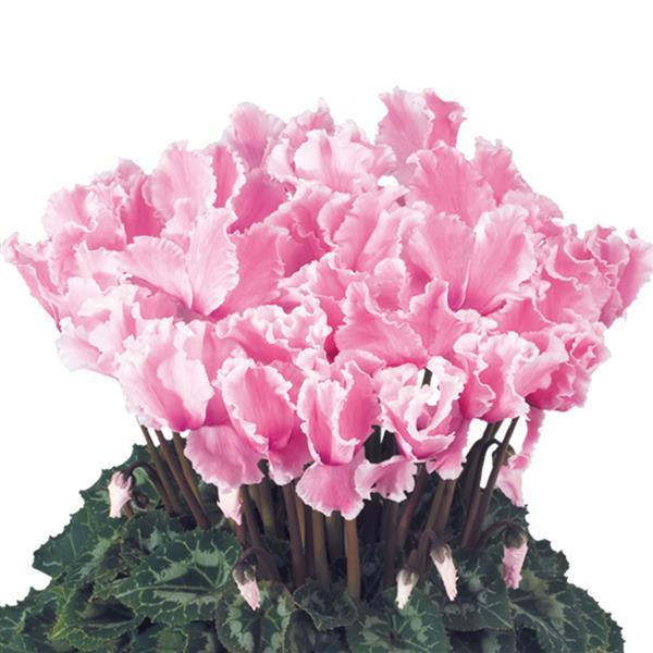 Halios® Select CURLY Light Rose & Flamed Cyclamen - Bloom